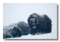 Musk Ox_ANL_6908